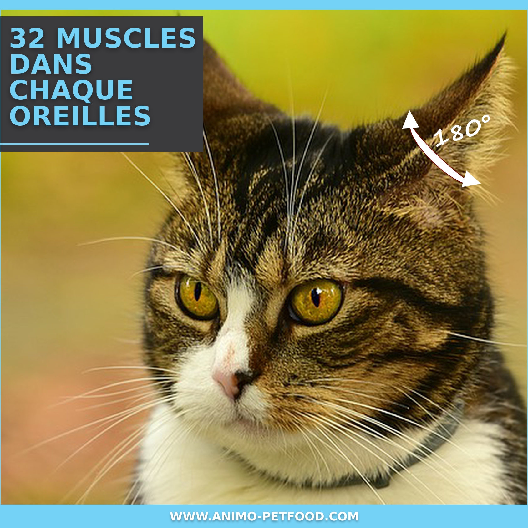 oreilles du chat